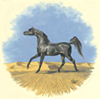 Horse-Arabe